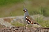 Mountain Quail