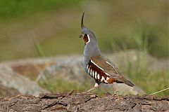 Mountain Quail