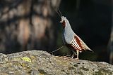 Mountain Quail