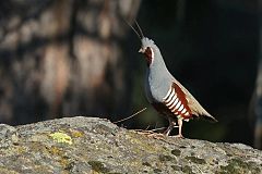 Mountain Quail