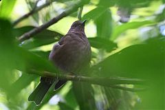 Mountain Thrush