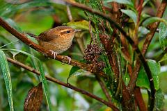 Mountain Wren