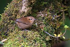 Mountain Wren