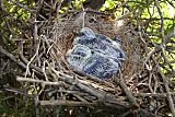 Mourning Dove