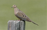 Mourning Dove