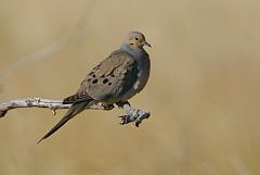 Mourning Dove