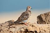 Mourning Dove