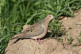 Mourning Dove