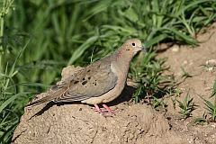 Mourning Dove