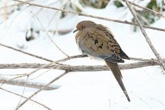 Mourning Dove