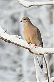 Mourning Dove