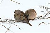 Mourning Dove