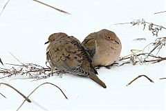 Mourning Dove