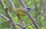 Mourning Warbler