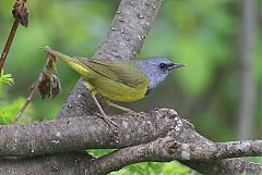 Mourning Warbler