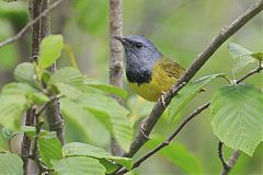 Mourning Warbler