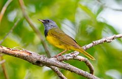 Mourning Warbler