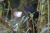 Mouse-colored Tapaculo