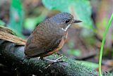 Moustached Antpitta