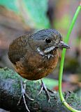 Moustached Antpitta