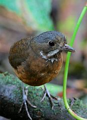 Moustached Antpitta