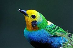 Multicolored Tanager