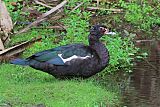 Muscovy Duckborder=