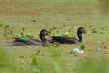 Muscovy Duckborder=