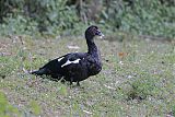 Muscovy Duckborder=