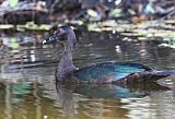 Muscovy Duckborder=