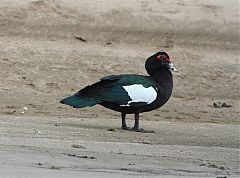 Muscovy Duck