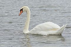 Mute Swan