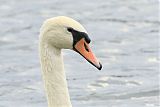 Mute Swan