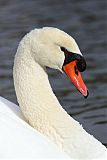 Mute Swan