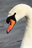 Mute Swan