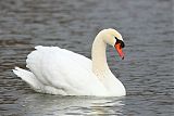 Mute Swan