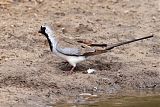 Namaqua Dove