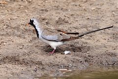 Namaqua Dove