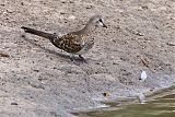 Namaqua Dove