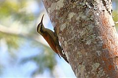 Narrow-billed Woodcreeper