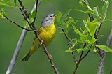 Nashville Warbler