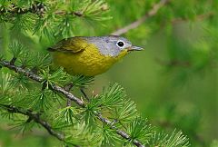 Nashville Warbler