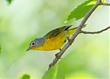 Nashville Warbler