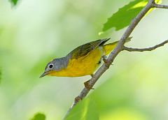 Nashville Warbler