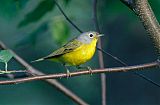 Nashville Warbler