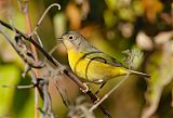 Nashville Warbler