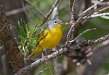 Nashville Warbler