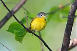 Nashville Warbler