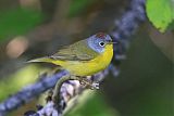 Nashville Warbler