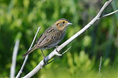 Nelson's Sparrow